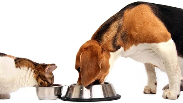 Alimentazione senza proteine animali per cani e gatti, il dibattito che sta cambiando il pet food
