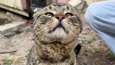 Un gatto “gigante” spunta dal nulla e cambia il finale del salvataggio, mostrando quanto è speciale