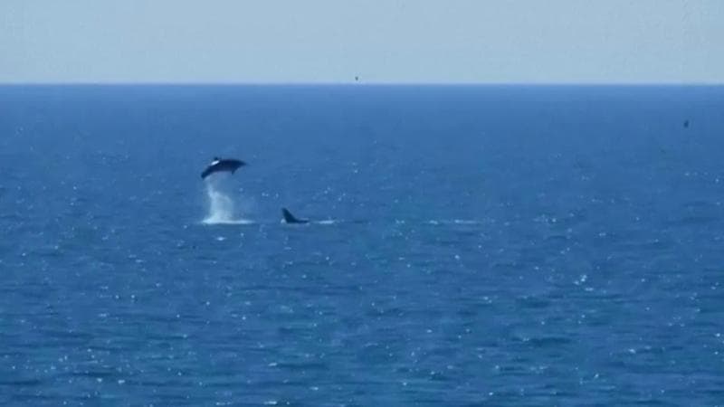 I delfini saltano al largo di Brighton: lo spettacolo ripreso sulla costa inglese